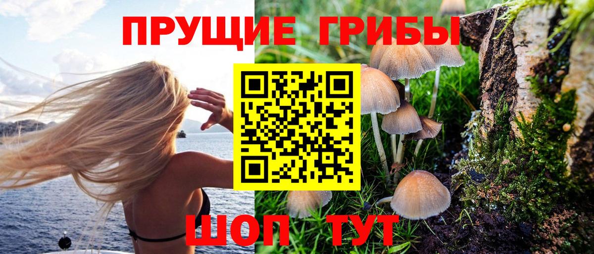 Нальчик  Псилоцибиновые грибы Psilocybine cubensis  Вход с VPN 